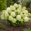 Hortensja bukietowa Little Spooky-Hydrangea paniculata
